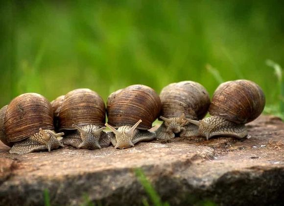 SlowBrianza